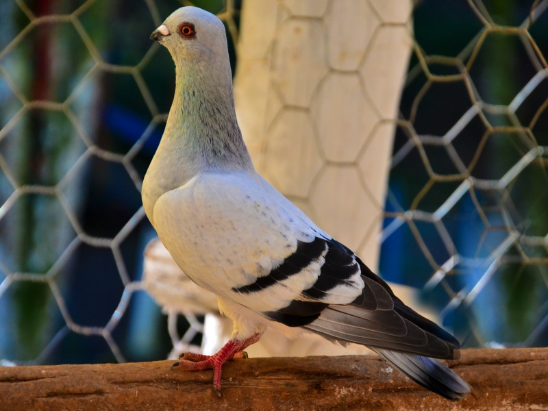 Pombo-correio coloca inteligência britânica em xeque