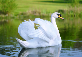 1 - Cisne Real ou Branco