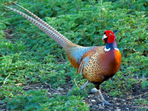 6 - Faisão Coleira